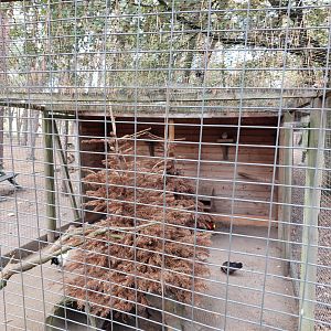 Aviary with barbu d'Anvers chicken, golden pheasents and sunda collared doves