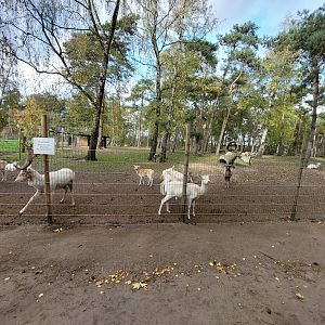 European fallow deer (withe morph) and european mouflons