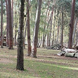 European fallow deer (withe morph) and european mouflons