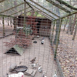 Aviaty with moscovy ducks, cauchois pigeons and frizzle chicken