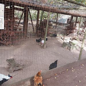 Aviary with silver pheasents and polish chicken