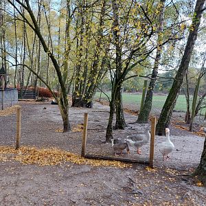 Small waterfowl exhibit with Indian Runner ducks and domestic geese
