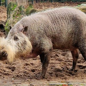Borneo Bearded Pig