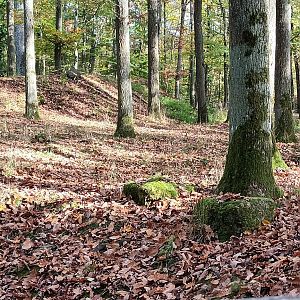European Moose Enclosure