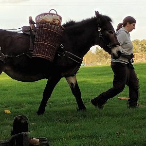 Animal Presentation Mule