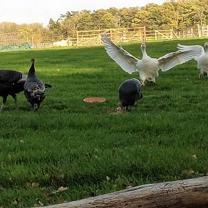 Animal Presentation Domestic Turkeys and Diepholzer Geese
