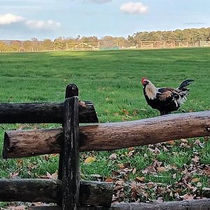 Animal Presentation German Faverolles Rooster