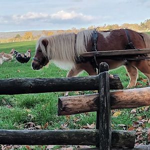 Animal Presentation German Faverolles and Bonsai the Miniature Pony