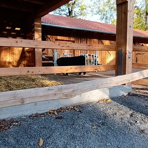 New 2022 Scottish Highland Cattle Enclosure