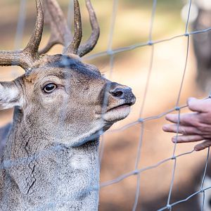 European fallow deer at Nöttler Berg