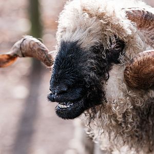 Valais Blacknose at Nöttler Berg