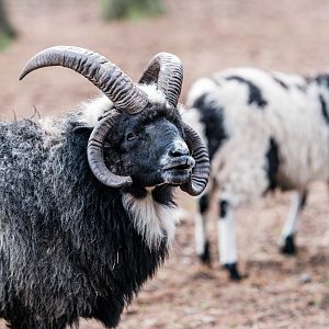 Jacob's sheep at Nöttler Berg