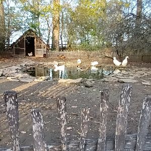Domestic Fowl Enclosure