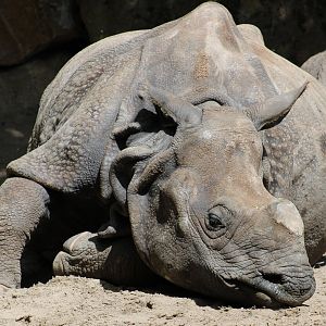 Indian greater rhino