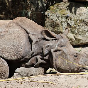 Indian greater rhino