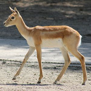 Blackbuck