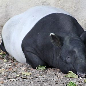 Malayan tapir