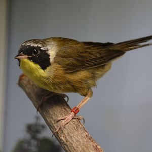 Common yellowthroat (Geothlypis trichas)