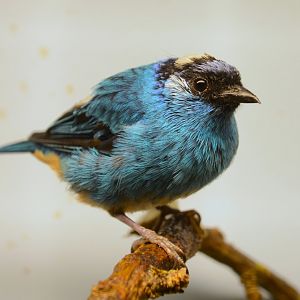 Golden-naped tanager (Chalcothraupis ruficervix taylori)