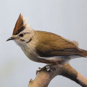 Taiwan yuhina (Yuhina brunneiceps)