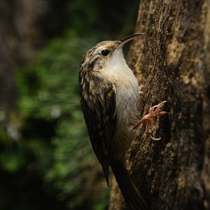 Short-toed treecreeper (Certhia brachydactyla)