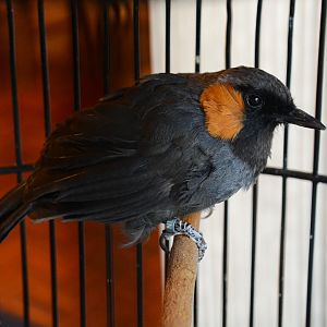 Rufous-cheeked laughingthrush (Garrulax castanotis castanotis)
