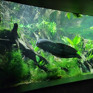 New England Aquarium - Ancient Fishes tank