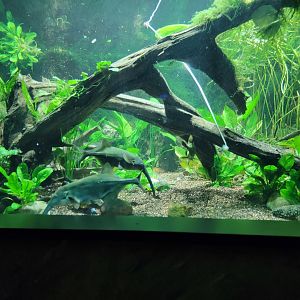 New England Aquarium - Ancient Fishes tank