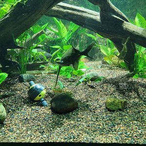 New England Aquarium - Ancient Fishes tank