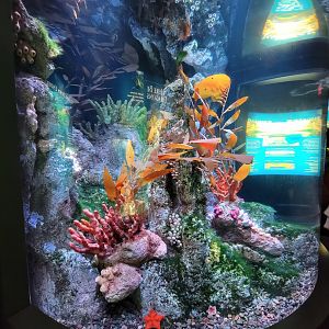 New England Aquarium - Australian Temperate Reef tank