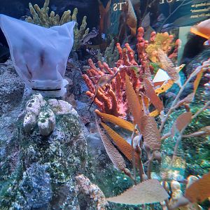New England Aquarium - Australian Temperate Reef tank