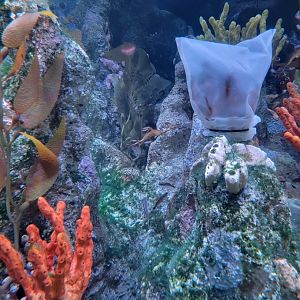 New England Aquarium - Australian Temperate Reef tank