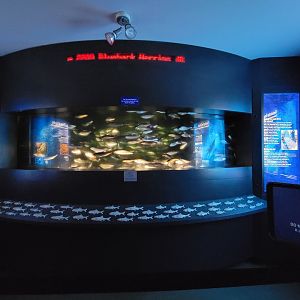 New England Aquarium - Schooling tank