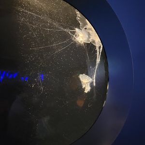 New England Aquarium - Egg yolk jelly