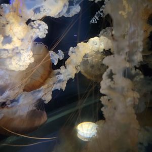 New England Aquarium - South American sea nettle