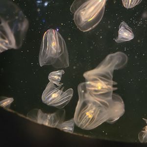 New England Aquarium - Leidy's comb jelly