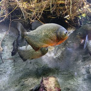 New England Aquarium - Red-bellied piranhas