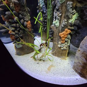 New England Aquarium - Lined seahorses