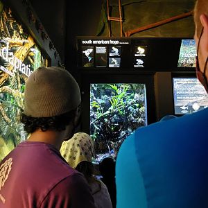 New England Aquarium - The line to see the dart frogs!