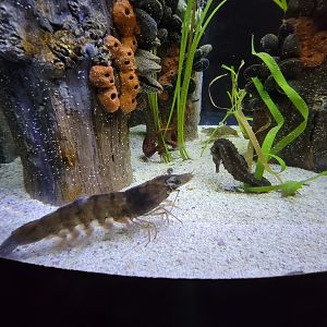 New England Aquarium - Lined seahorses, unsigned crustacean