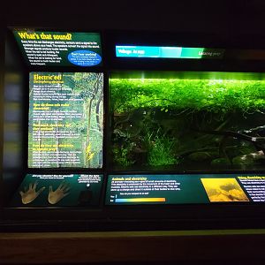 New England Aquarium - Electric eel