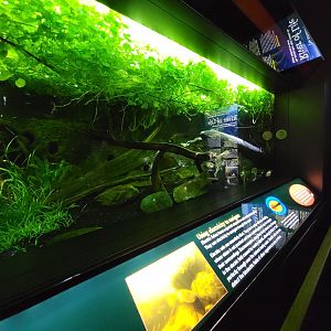New England Aquarium - Electric eel