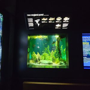New England Aquarium - New England Pond tank