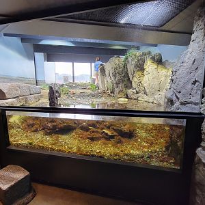 New England Aquarium - Shorebirds