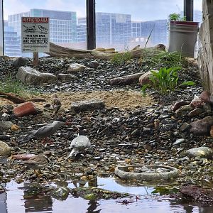New England Aquarium - Shorebirds