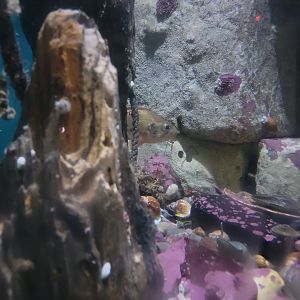 New England Aquarium - Eastport Harbor, Maine tank