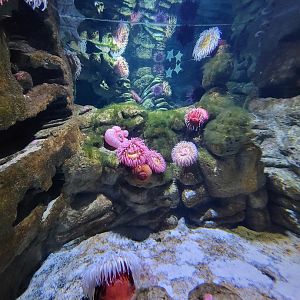 New England Aquarium - Olympic Coast Sanctuary tank
