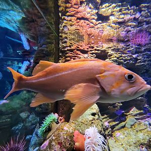 New England Aquarium - Olympic Coast Sanctuary tank