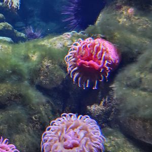 New England Aquarium - It's a face! Olympic Coast Sanctuary tank