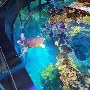 New England Aquarium - Top of central tank, loggerhead sea turtle